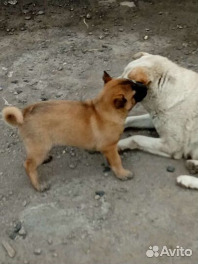 Смесь Алабая