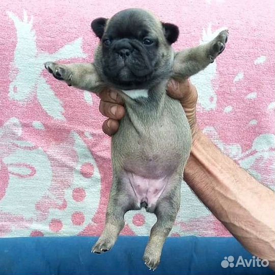 Французики разного окраса
