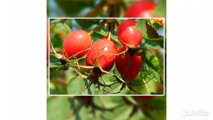 Шиповник сорт Крупноплодный