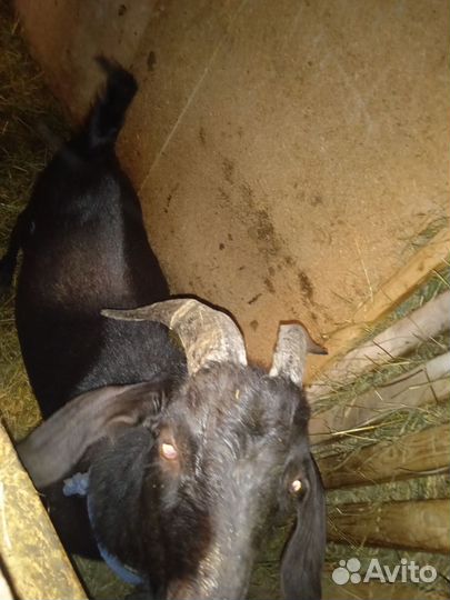 Козёл вязка