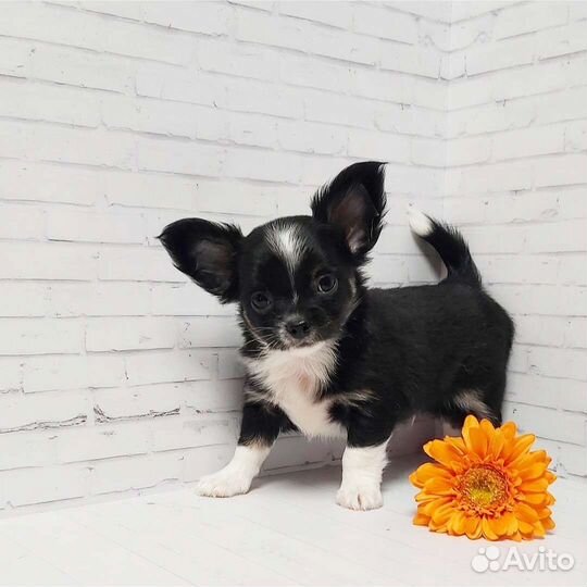 Чихуахуа мальчик Бандит