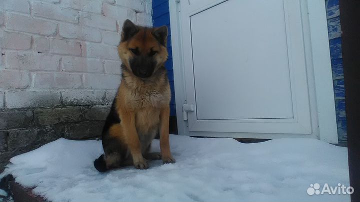 Собака в добрые руки отдам бесплатно