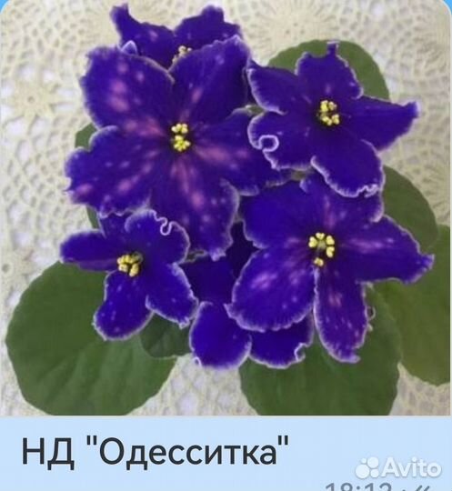 Фиалки, детки, черенки