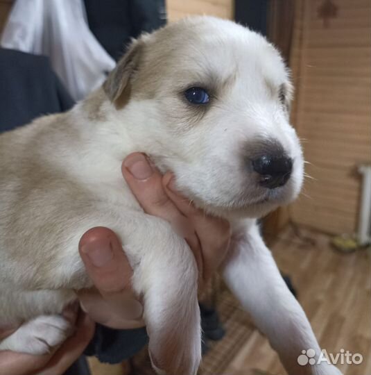 Отдам бесплатно щенки