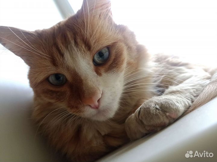 Рыжее солнышко Филя