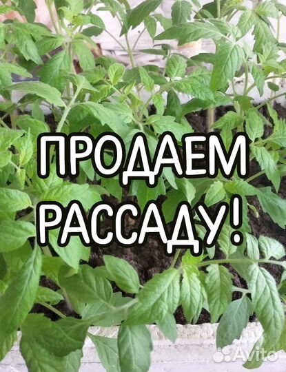 Рассада помидоров для ранней высадки в теплицы