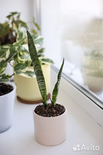 Сансеверия или щучий хвост