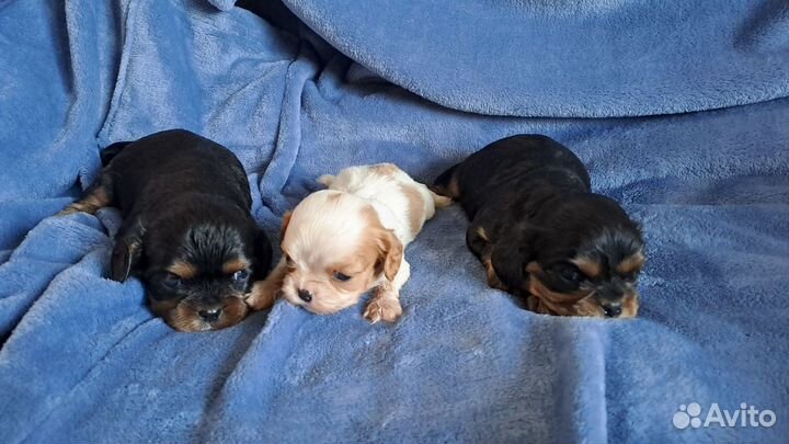 Кавалер кинг чарльз спаниель девочки