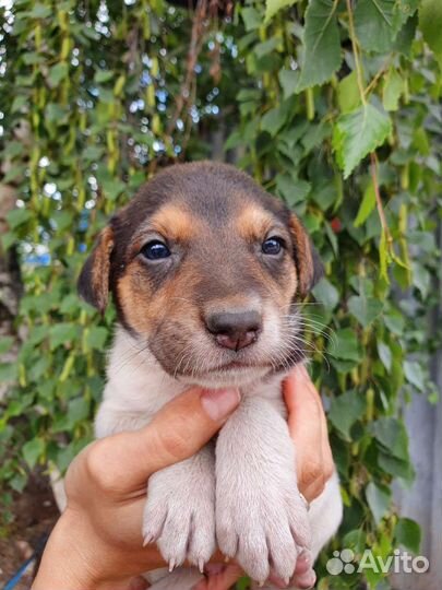 Щеночек-колобочек 2 месяц в дар