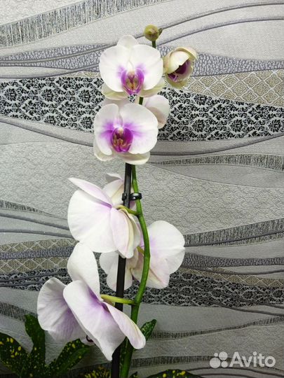Орхидея фаленопсис