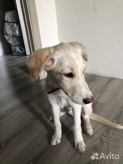 Лабрадор ретривер