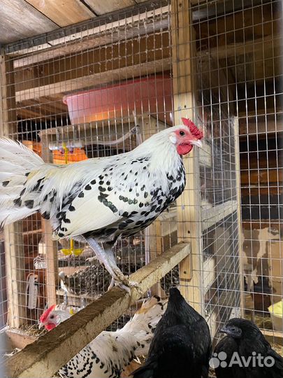 Продам гусыню