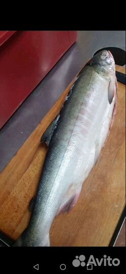 Рыба Кета, поштучно