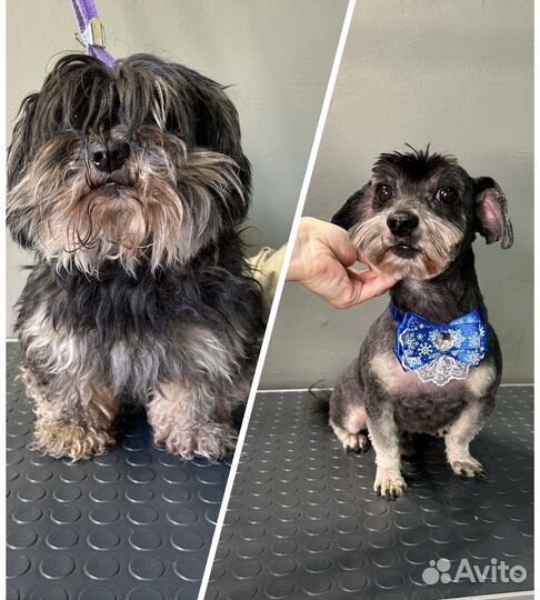 Груминг. Ищу моделей для стрижки собак