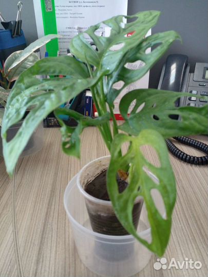 Монстера адансони