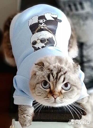 Одежда для животных