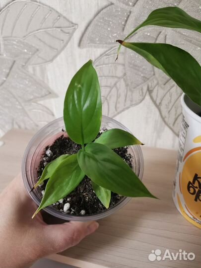 Спатифиллум