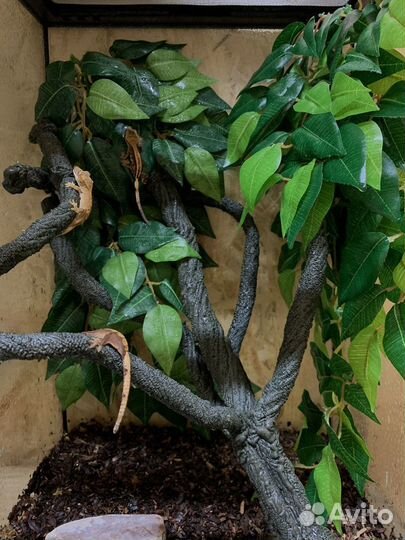 Передержка Отель для рептилий