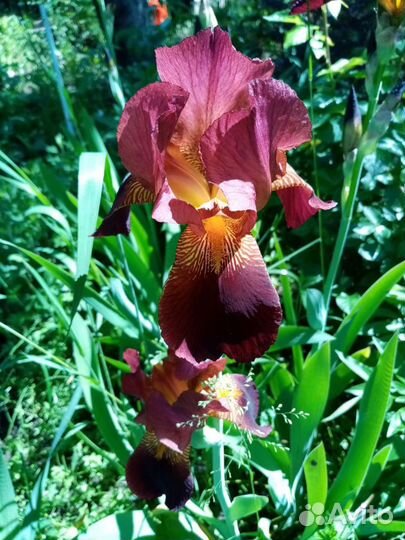 Сортовые ирисы, лилейник и много других цветов