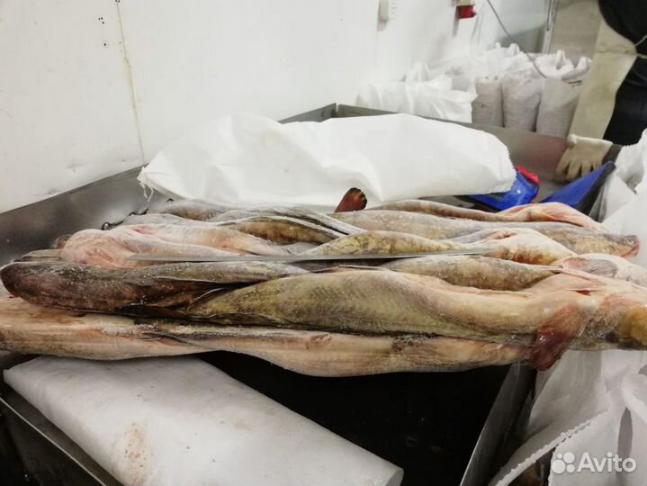 Налим потрошеный с головой