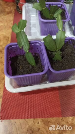 Декабрист шлюмбергера сортовые