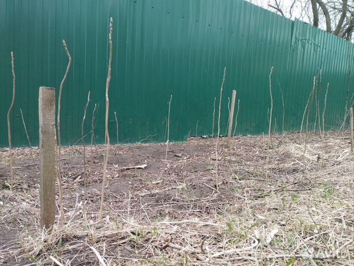 Саженцы черного ореха
