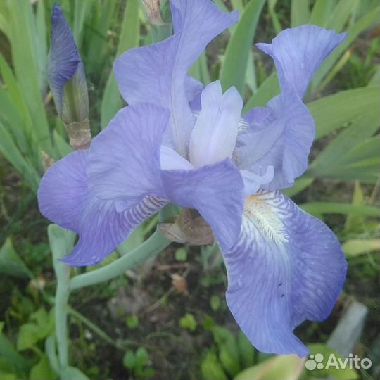 Ирисы бородатые