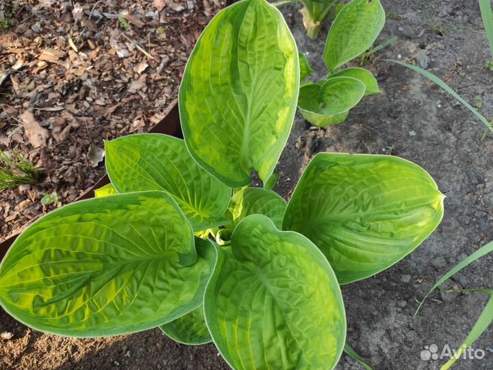 Хоста цветы