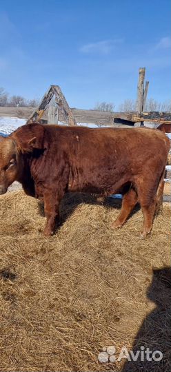 Продам бычков с откорма