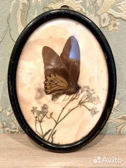 Панно картина раритет бабочка засушенная