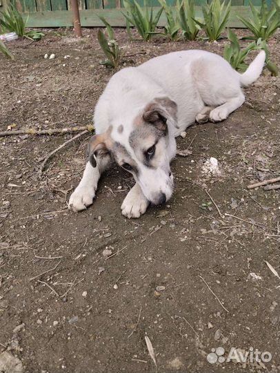 Собака в добрые руки щенок