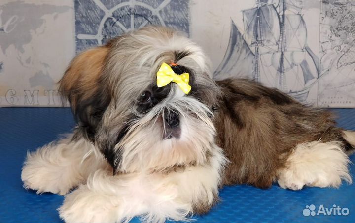 Собачка хризантема, львиная собачка1111