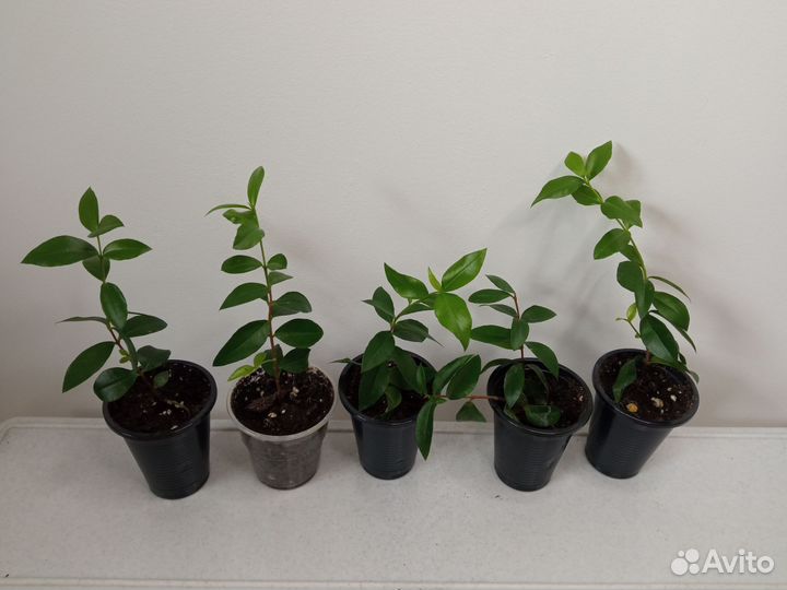 Бегония, мирт и др