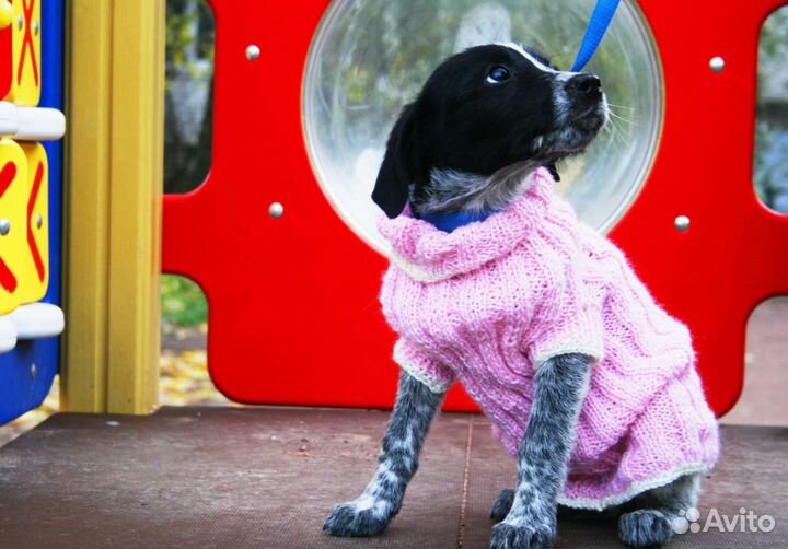 Передержка кошек и котов