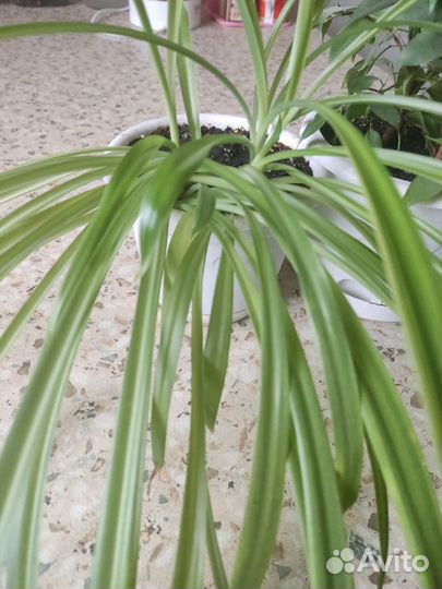 Продам цветы комнатные