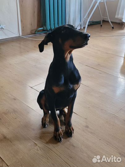Щенок доберман