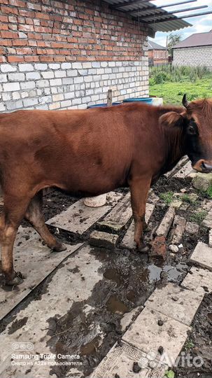 Телки стельные