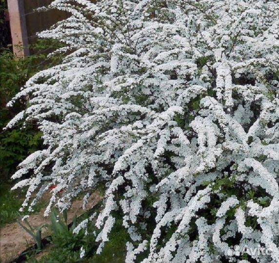 Декоративные кустарники