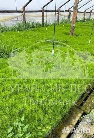 Голубая ель зкс сеянцы для лесовосстановления