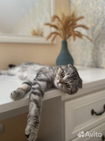 Британская вислоухая ищет котика