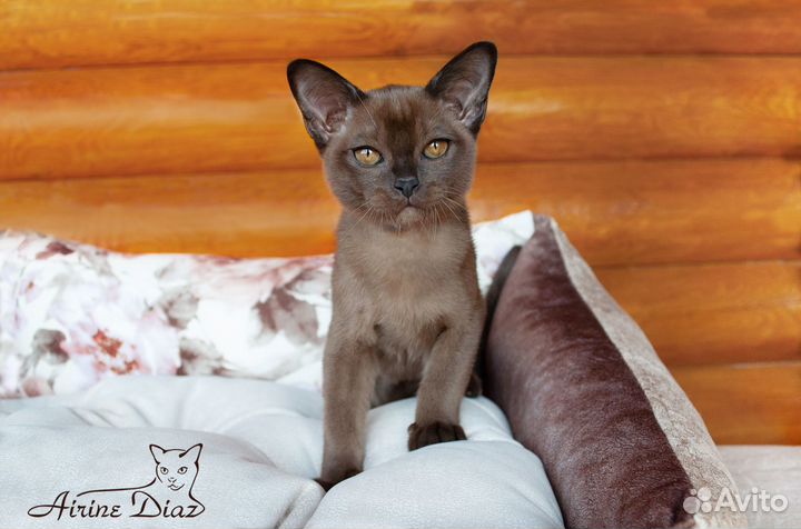 Европейская бурма