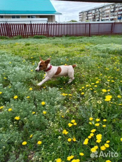 Джек Рассел терьер Мальчик