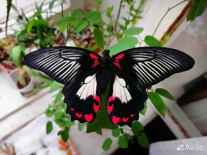 Ферма бабочек с 3 куколками