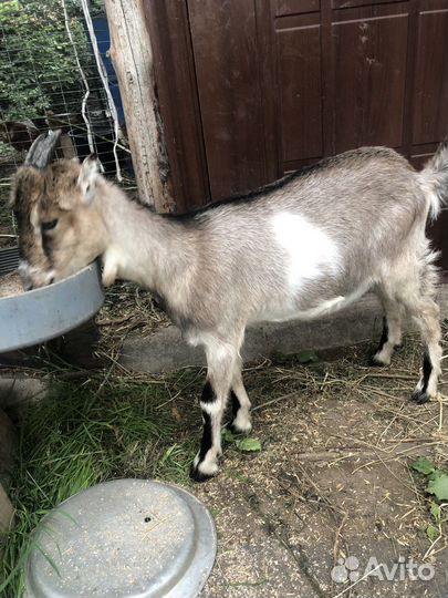 Продаётся козачка