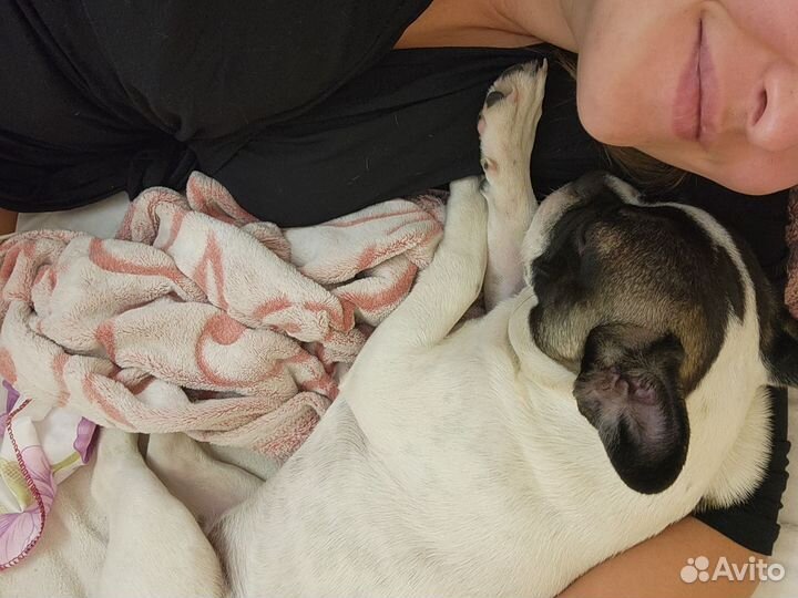 Догситтер. Передержка собак выходного дня