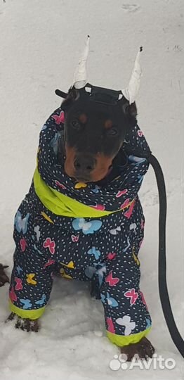 Зимний комбинезон для собаки