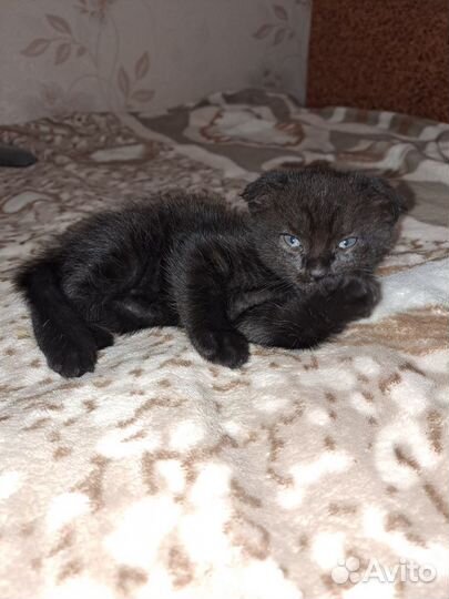 Котята в добрые руки бесплатно