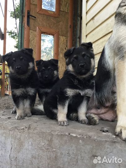 Щенки восточноевропейской овчарки