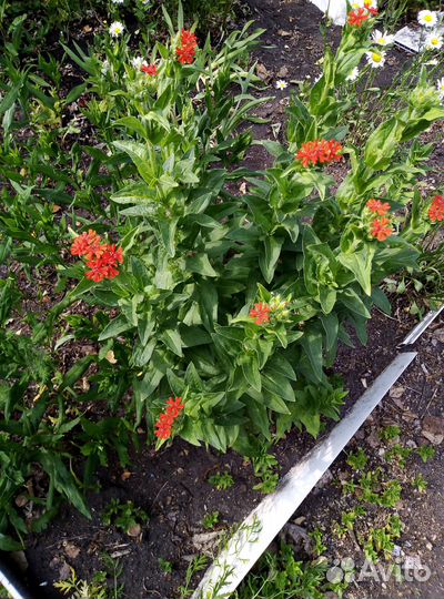 Лихнис халцедонский красный/в компл несколько раст