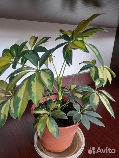 Комнатные растения цветы